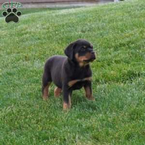 Thor, Rottweiler Puppy